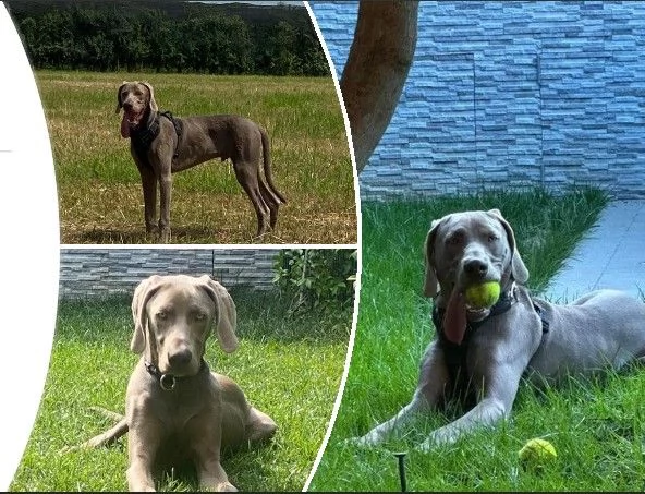 DOLCE ARNAUT | Foto 0