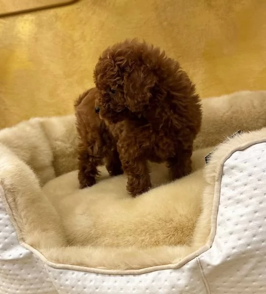 Barboncino red nana /toy maschio e femmina  | Foto 0