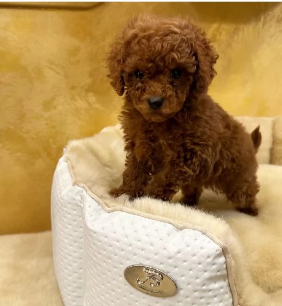 Barboncino red nana /toy maschio e femmina 