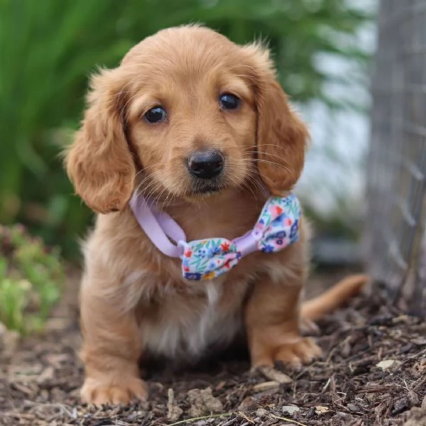 Bassotto Marrone maschio e femmina nana