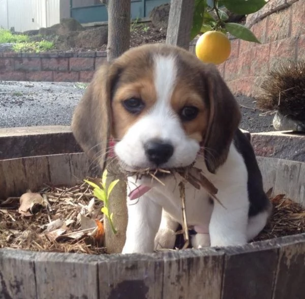 Taglia piccolo beagle maschio e femmina  | Foto 0