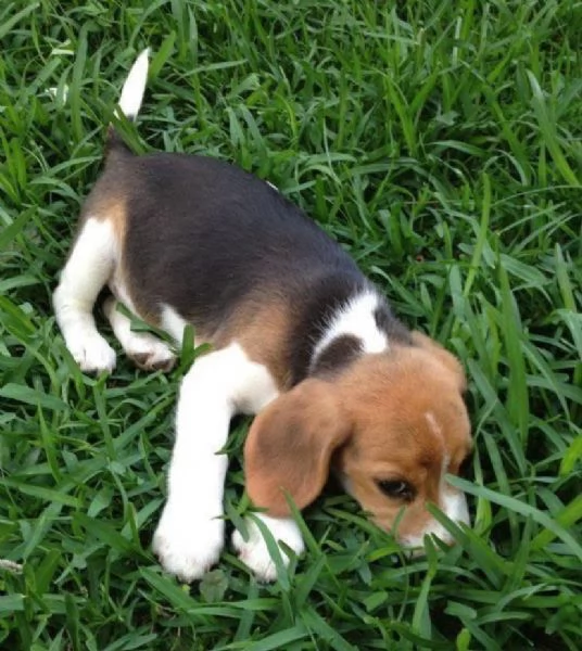 Taglia piccolo beagle maschio e femmina 