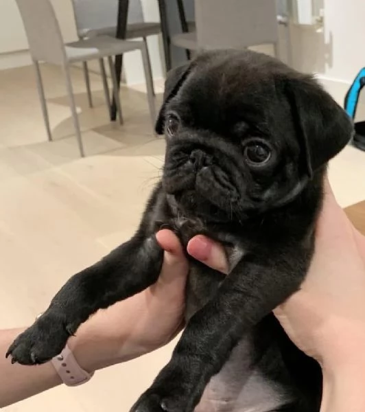 Carlino Entrambi sesos disponibili  | Foto 2