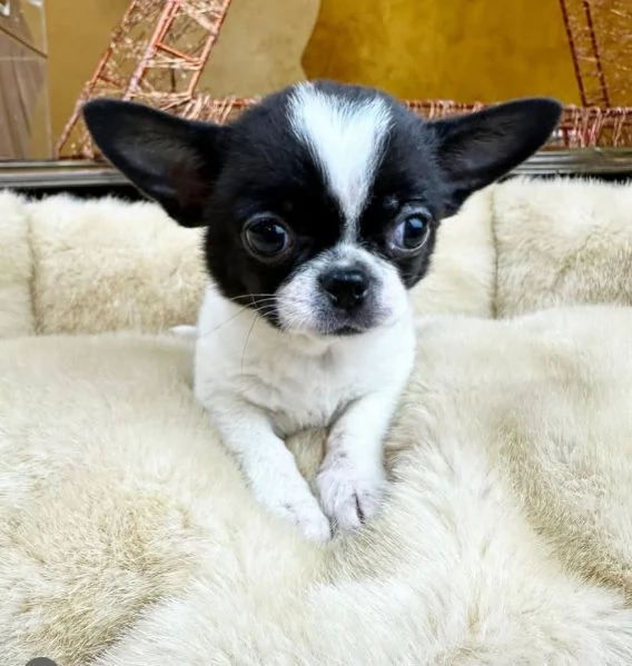  Cuccioli Chihauhau  toy e nana disponibili | Foto 4