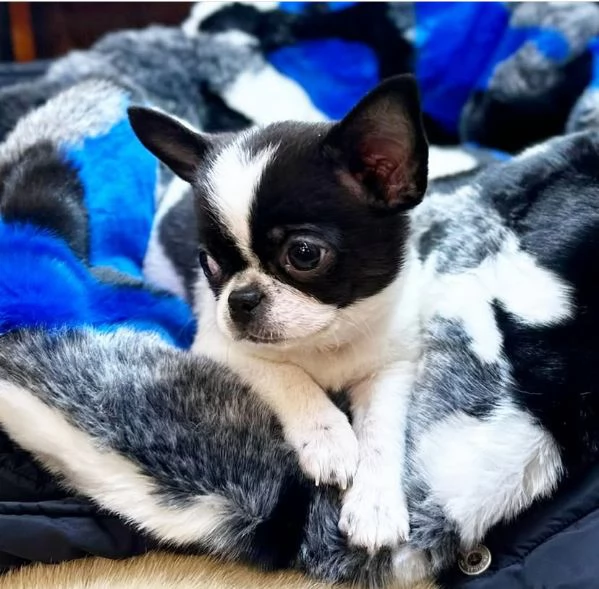  Cuccioli Chihauhau  toy e nana disponibili | Foto 1