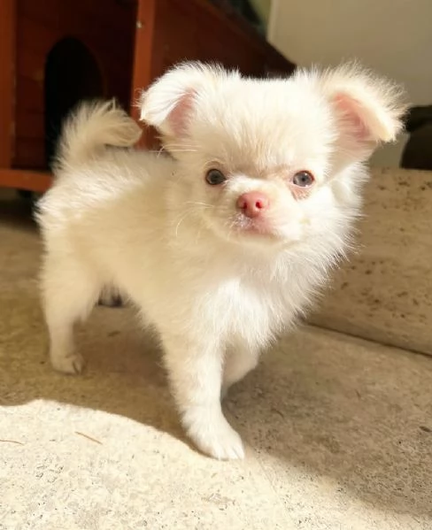  Cuccioli Chihauhau  toy e nana disponibili | Foto 0