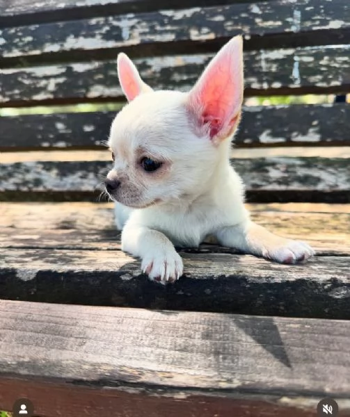  Cuccioli Chihauhau  toy e nana disponibili