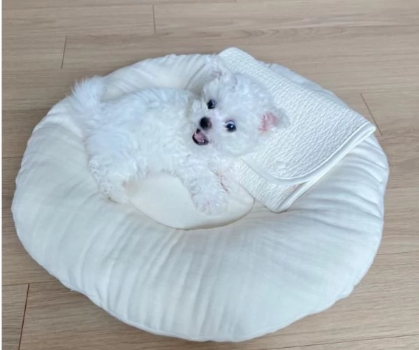 adotta gratuitamente cuccioli di maltese di piccola taglia | Foto 1