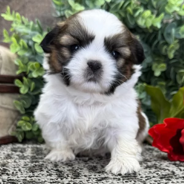 adotta gratuitamente cuccioli di Shitzu  di piccola taglia | Foto 0