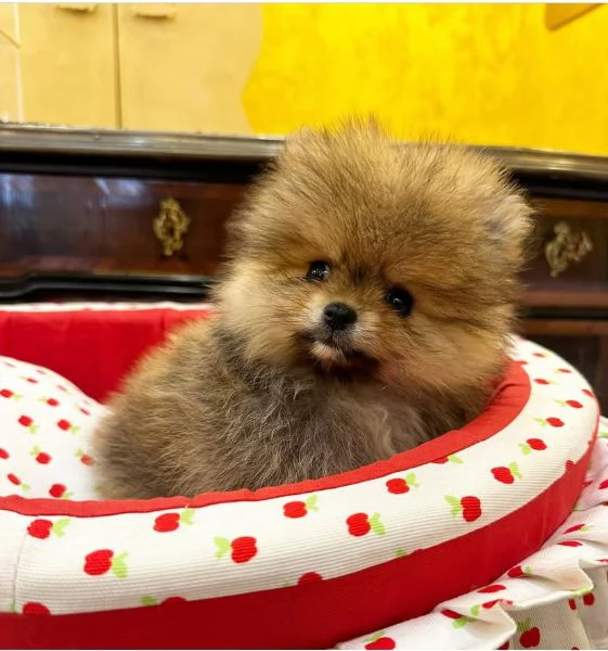 adotta gratuitamente cuccioli di  spritz Pomeranian di piccola taglia | Foto 4