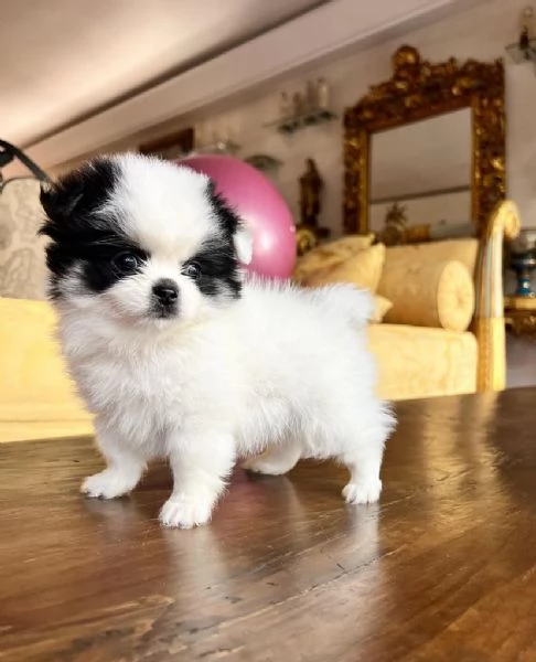 adotta gratuitamente cuccioli di  spritz Pomeranian di piccola taglia