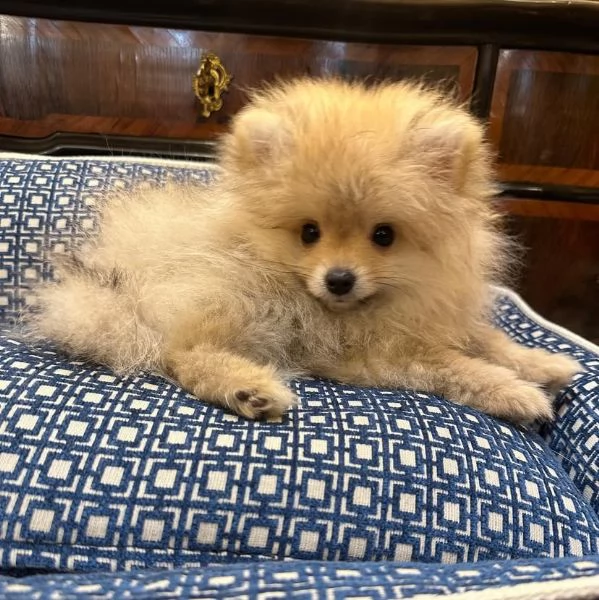 adotta gratuitamente cuccioli di  spritz Pomeranian di piccola taglia | Foto 3