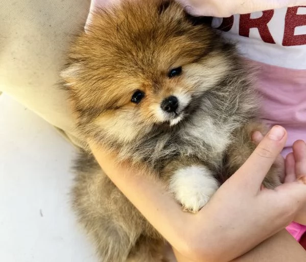 adotta gratuitamente cuccioli di  spritz Pomeranian di piccola taglia | Foto 2
