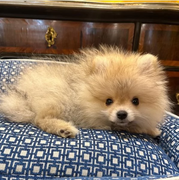 adotta gratuitamente cuccioli di  spritz Pomeranian di piccola taglia | Foto 1