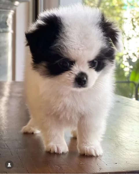 adotta gratuitamente cuccioli di  spritz Pomeranian di piccola taglia | Foto 0