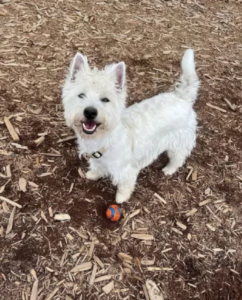 REGALO cucciolo west  highlander 