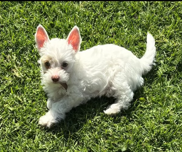 REGALO cucciolo west  highlander  | Foto 0