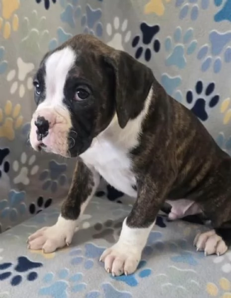 Cucciolo Boxer  maschio e femmina  | Foto 0
