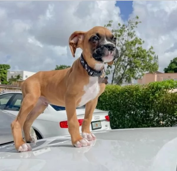 Cucciolo Boxer  maschio e femmina 