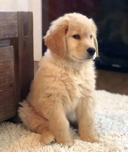 REGALO CUCCIOLI DI golden retriever maschio e femmina