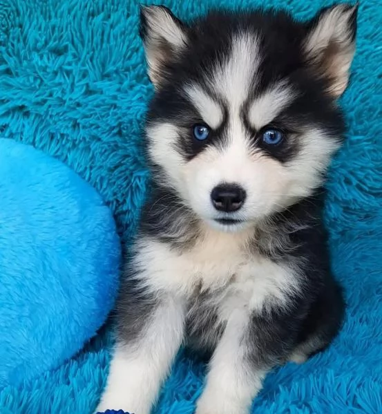 Regalo Regalo Husky  | Foto 0