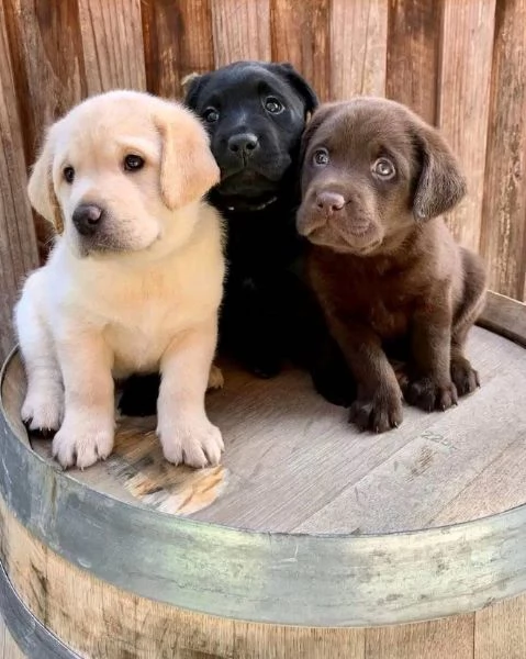 Regalo cucciolo Labrador   | Foto 0