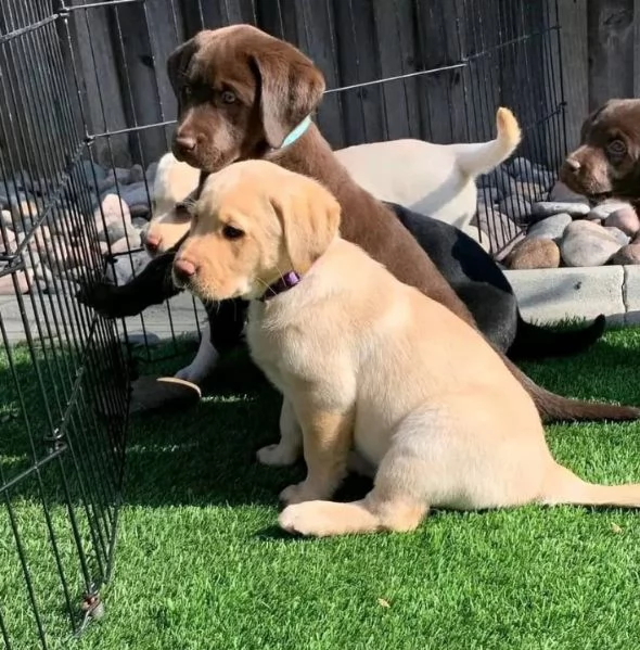 Regalo cucciolo Labrador  