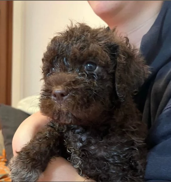 Regalo cucciolo Romagnolo maschio e femmina  | Foto 2