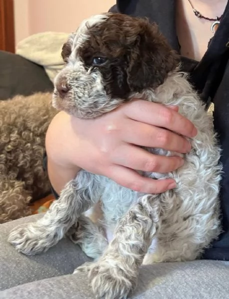 Regalo cucciolo Romagnolo maschio e femmina  | Foto 1