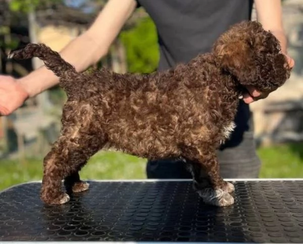 Regalo cucciolo Romagnolo maschio e femmina  | Foto 0