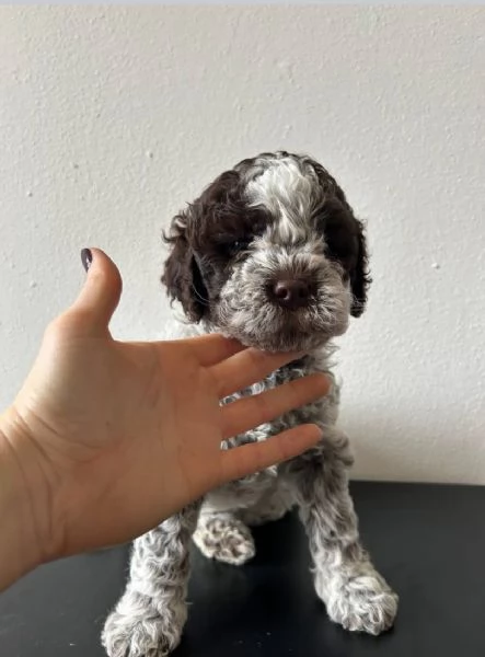 Regalo cucciolo Romagnolo maschio e femmina 