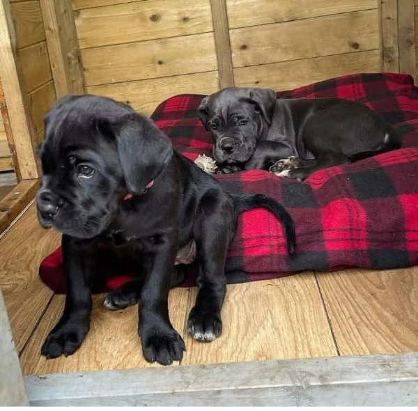 CANE CORSO RAZZA PURA MASCHIO E FEMMINA DISPONIBILI | Foto 0