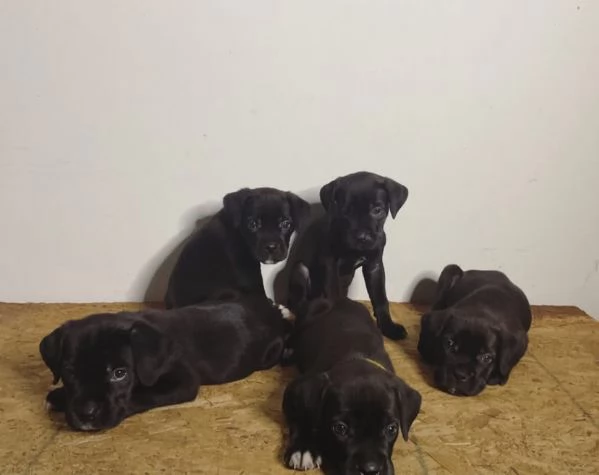 CANE CORSO RAZZA PURA MASCHIO E FEMMINA DISPONIBILI
