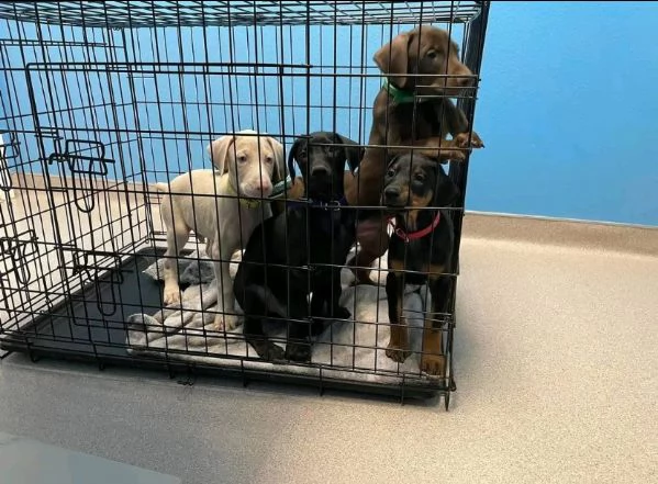 REGALO DOBBERMANN | Foto 0