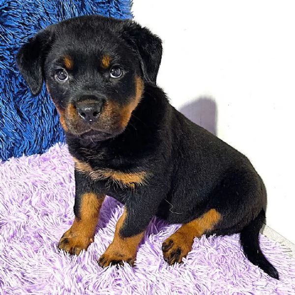 REGALO CUCCIOLO ROTTWEILERS MASCHIO E FEMMINA 