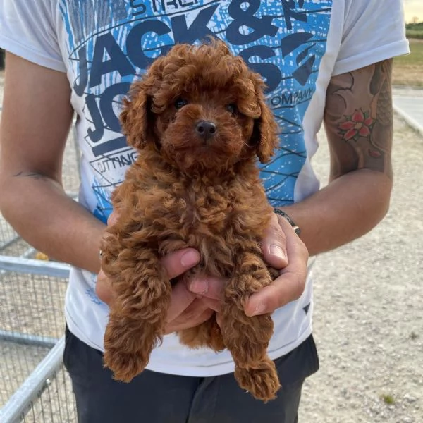 Offrire per l'adozione maschio e femmina barboncino Toy | Foto 0