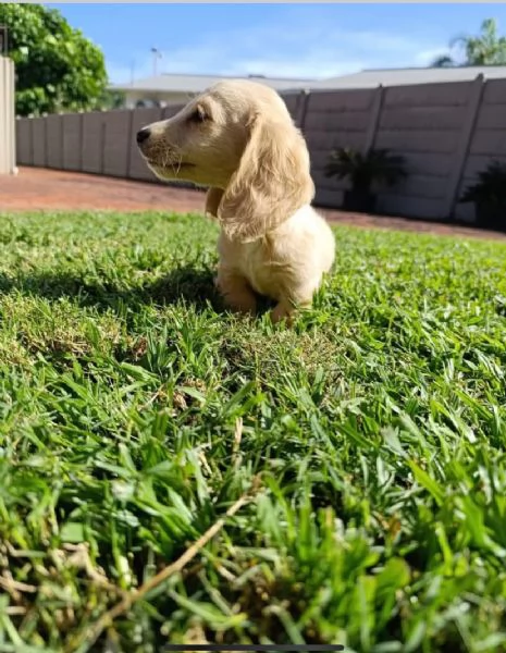 Offrire per l'adozione maschio e femmina bassotto  Toy | Foto 2