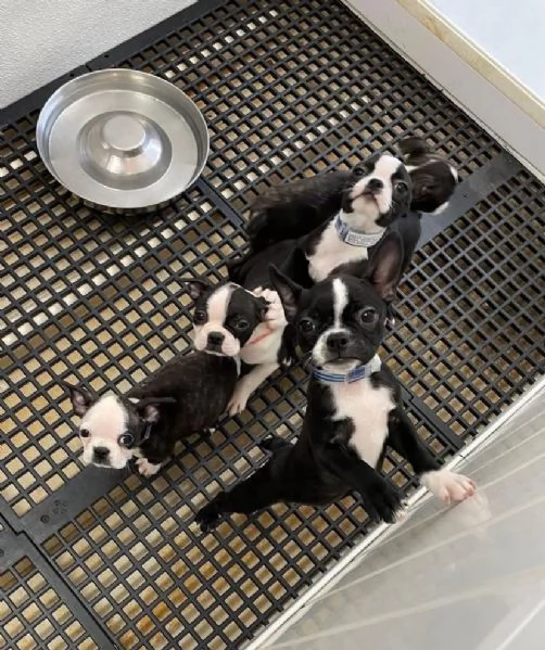 Offrire per l'adozione maschio e femmina  Boston terrier | Foto 0