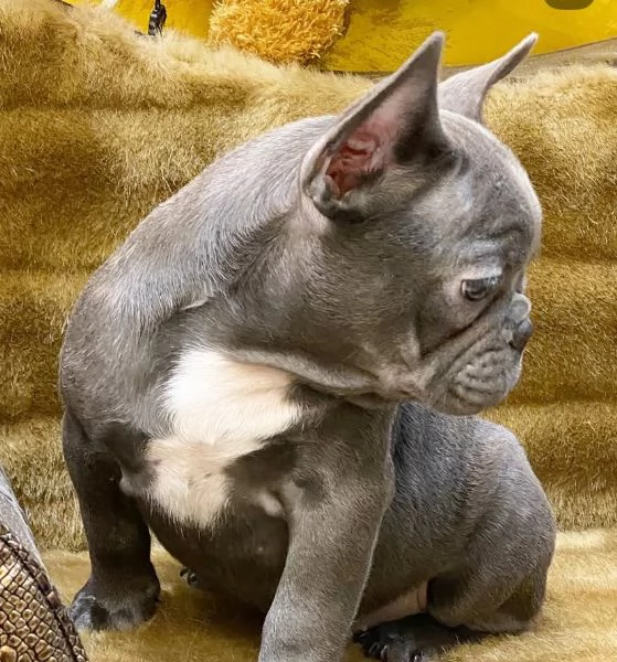 Offrire per l'adozione maschio e femmina bouledogue 