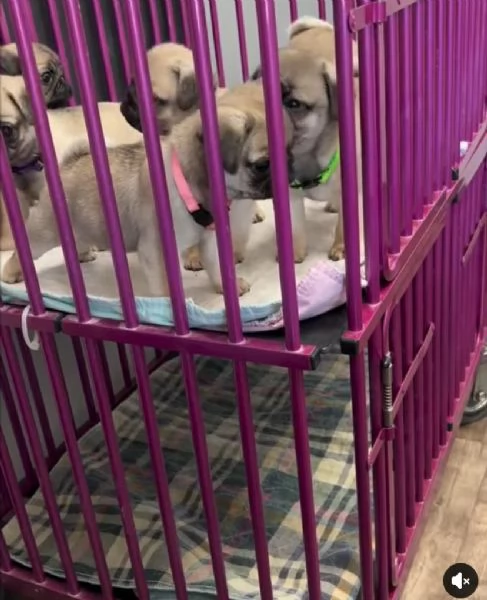 Regalo carlino maschio e femmina…