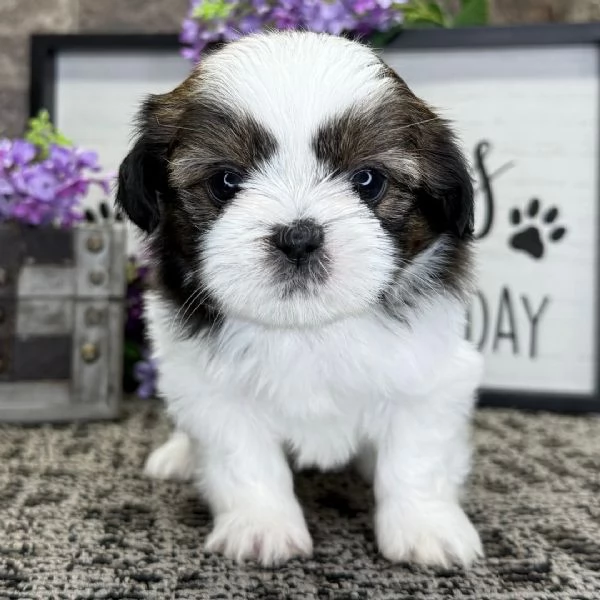 Regalo Shitzu /toy / nana | Foto 0