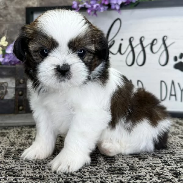 Regalo Shitzu /toy / nana