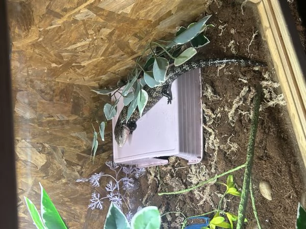 Tiliqua Gigas Gigas - Scinco lingua blu