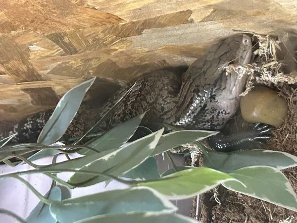 Tiliqua Gigas Gigas - Scinco lingua blu | Foto 0