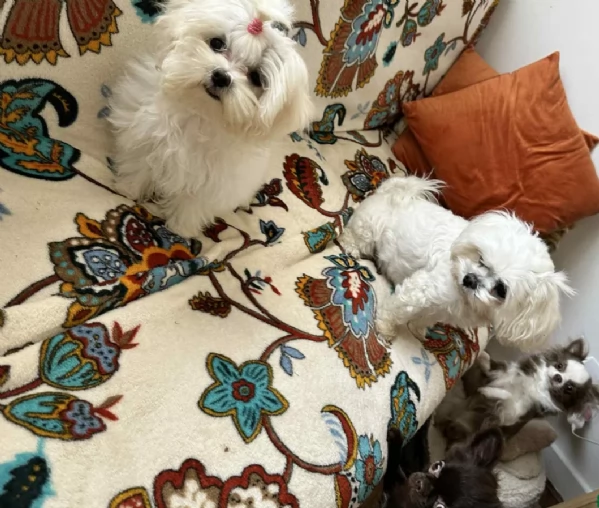 Disponibili Maltese di razza pura | Foto 3