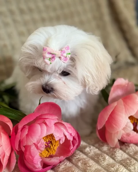 Disponibili Maltese di razza pura