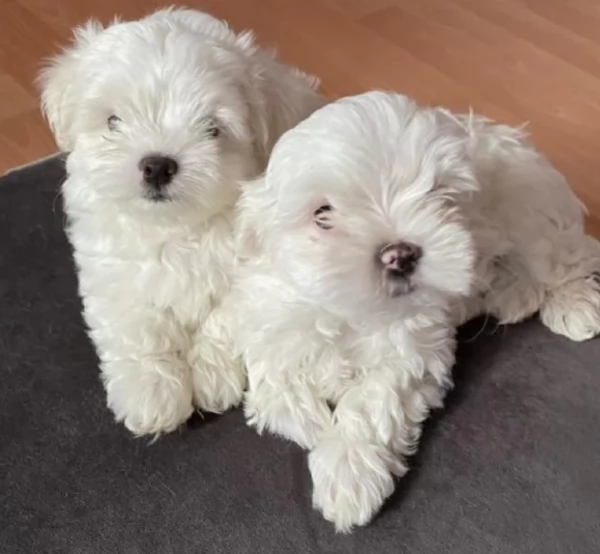 Disponibili Maltese di razza pura | Foto 3