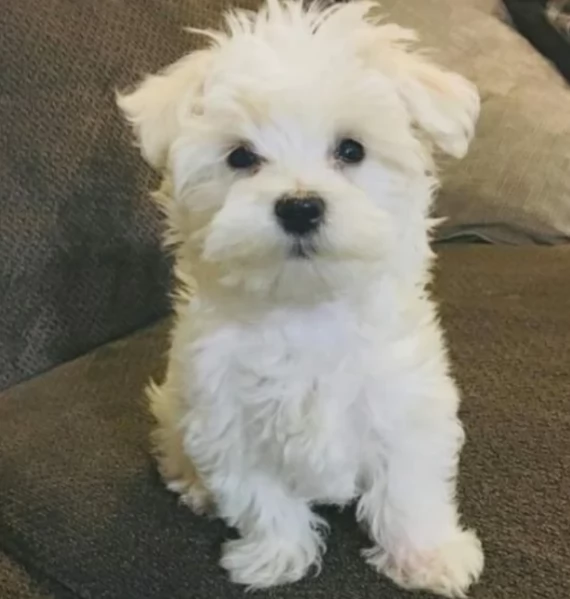 Disponibili Maltese di razza pura | Foto 1