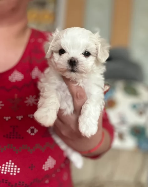 Disponibili Maltese di razza pura | Foto 1