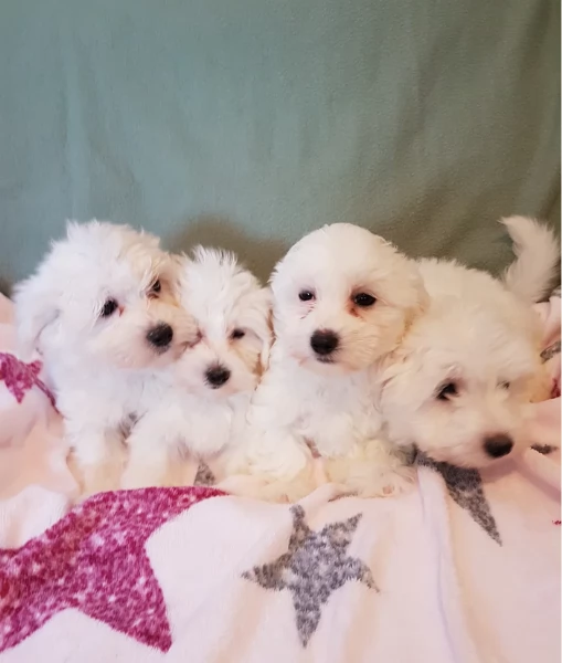 Disponibili Maltese di razza pura | Foto 1